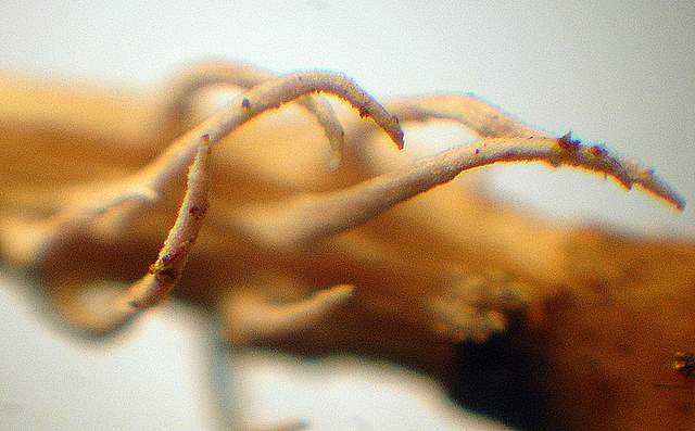 Una  misteriosa  Cordyceps